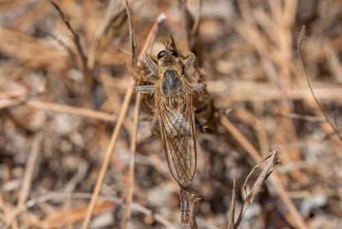 Réf. 333 959 : Stenopogon junceus